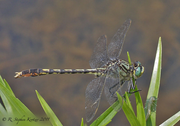 Arigomphus villosipes, male